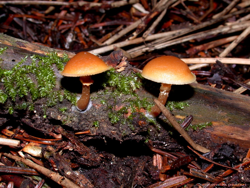 Escursione  in terra di Siena
